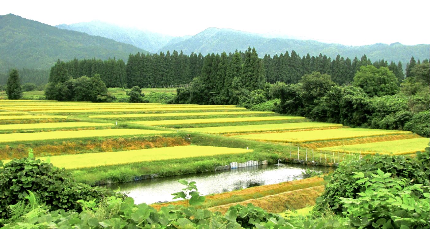 深山の棚田