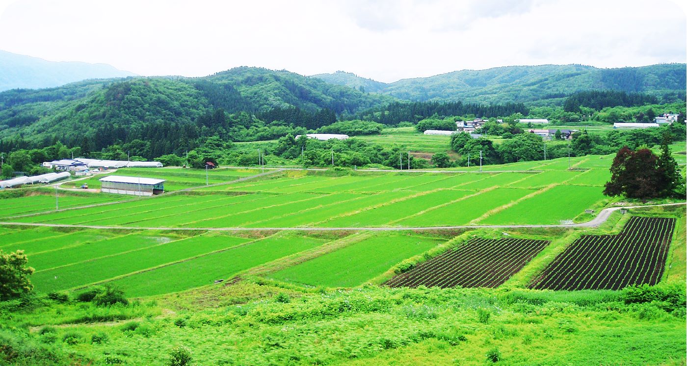 中山の棚田