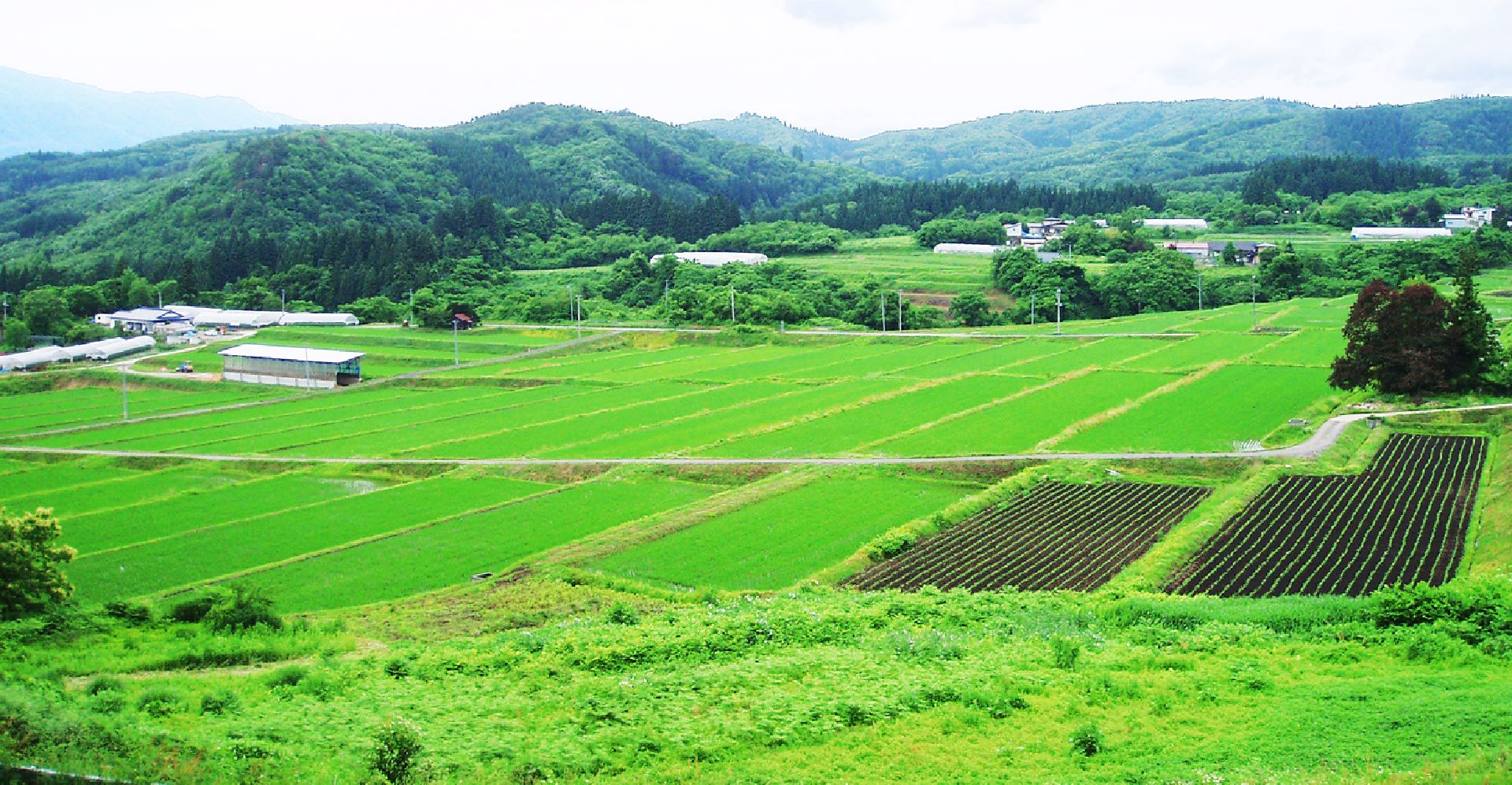 中山の棚田