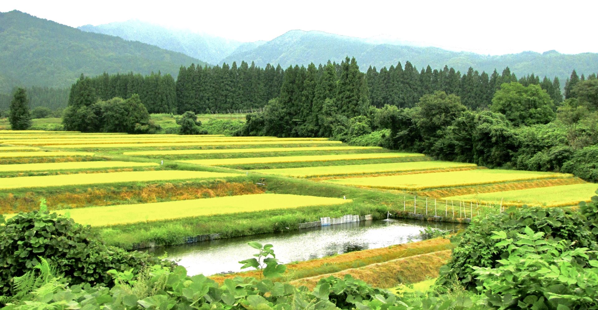 深山の棚田