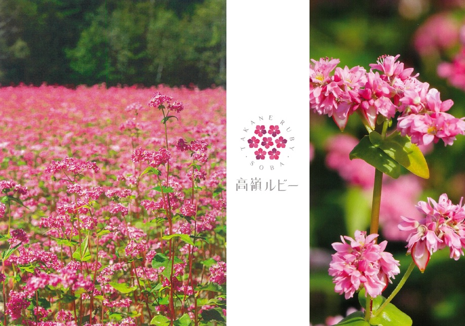 赤花ソバ「高嶺ルビー」試験栽培に係る説明会