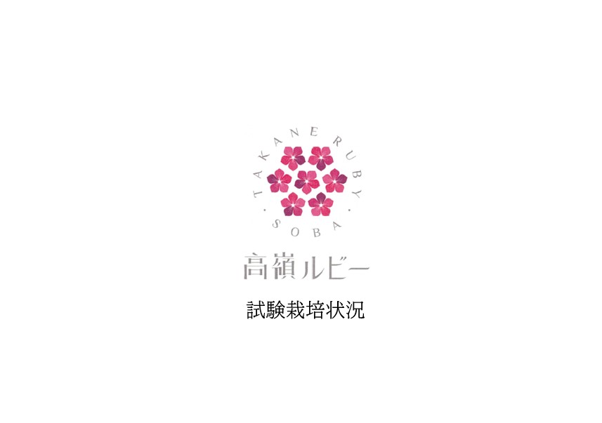 高嶺ルビー試験栽培状況